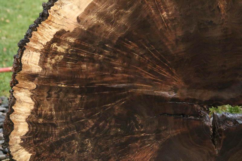 Claro Walnut Burl Cookie