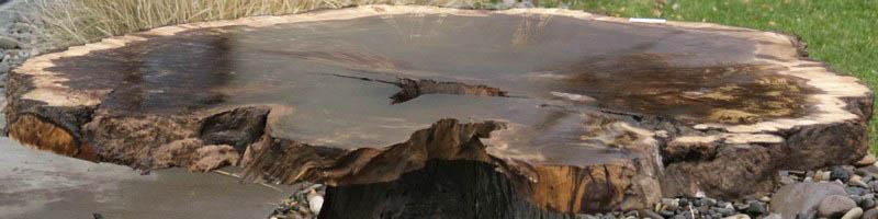 Claro Walnut Burl Cookie