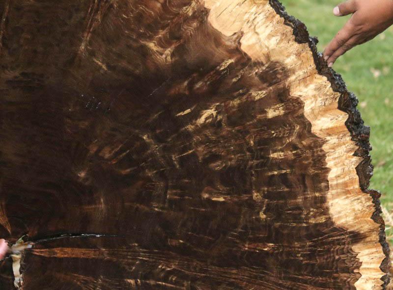 Claro Walnut Burl Cookie