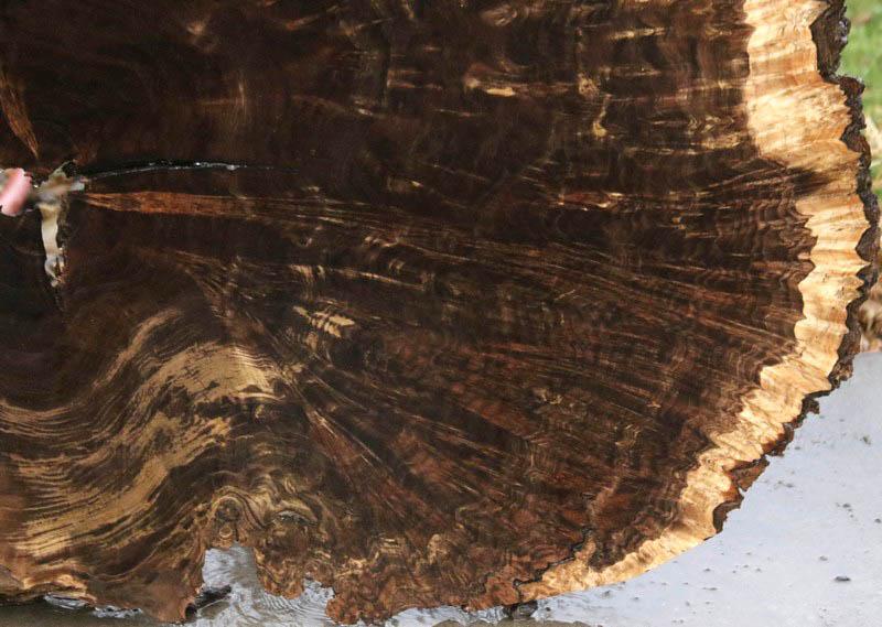 Claro Walnut Burl Cookie