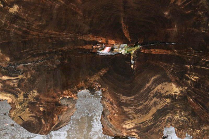 Claro Walnut Burl Cookie