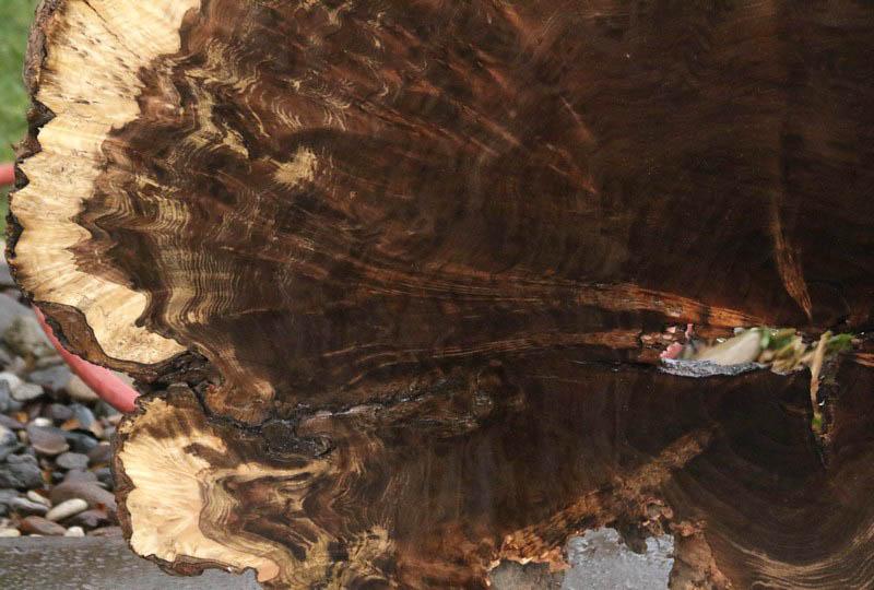 Claro Walnut Burl Cookie