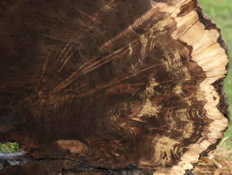 Claro Walnut Burl Cookie