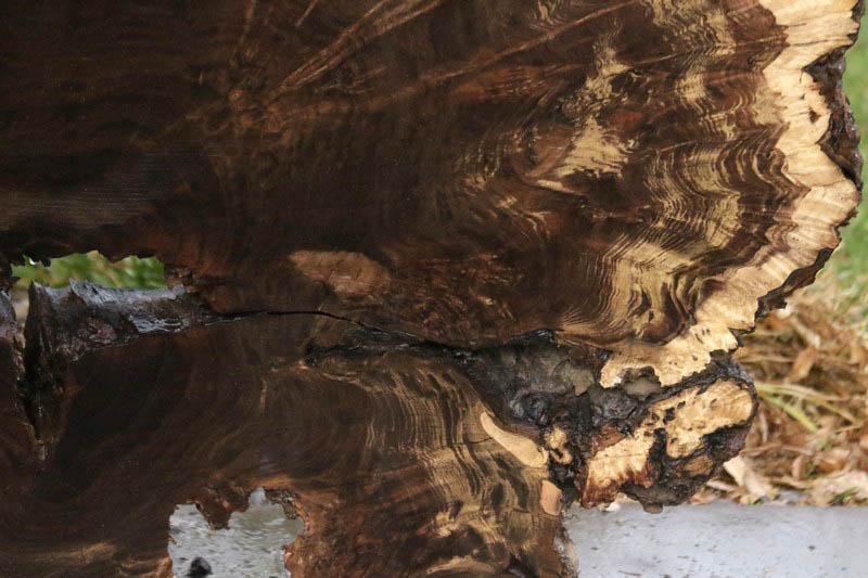 Claro Walnut Burl Cookie