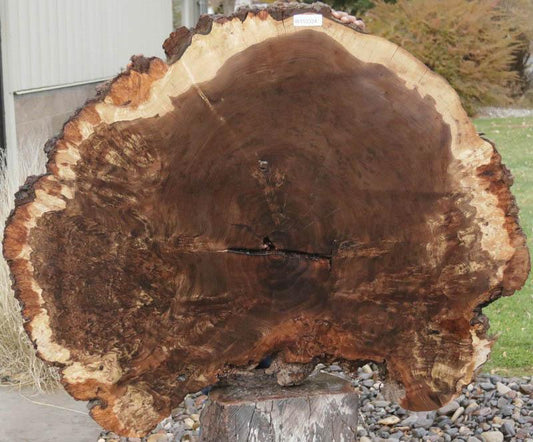Claro Walnut Burl Cookie