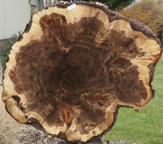 Claro Walnut Burl Cookie