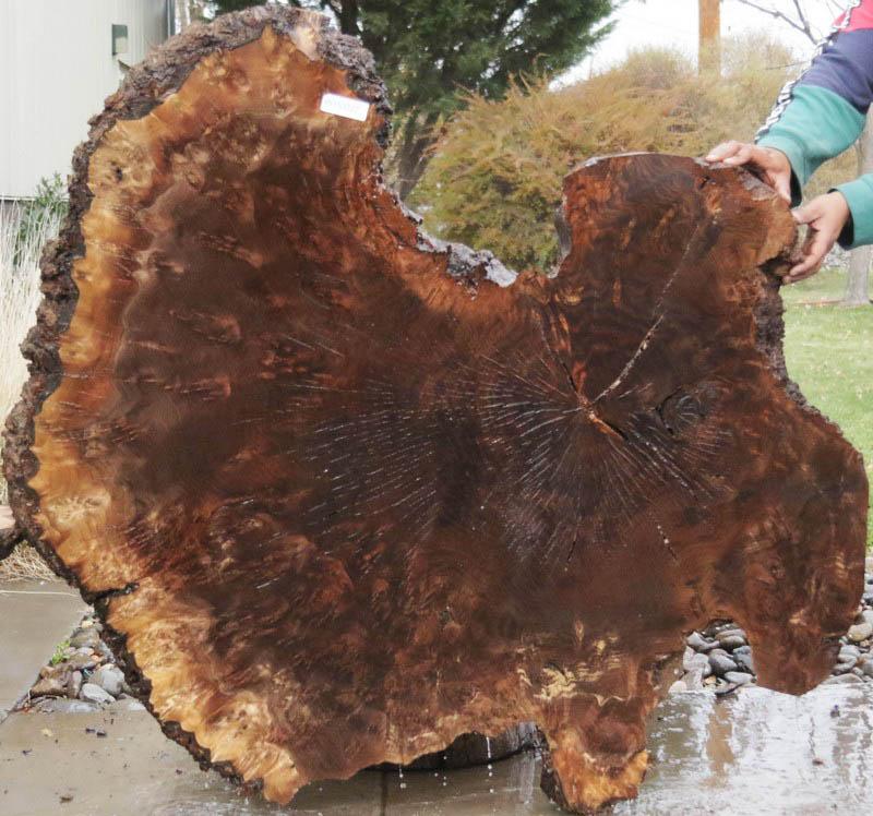 Claro Walnut Burl Cookie