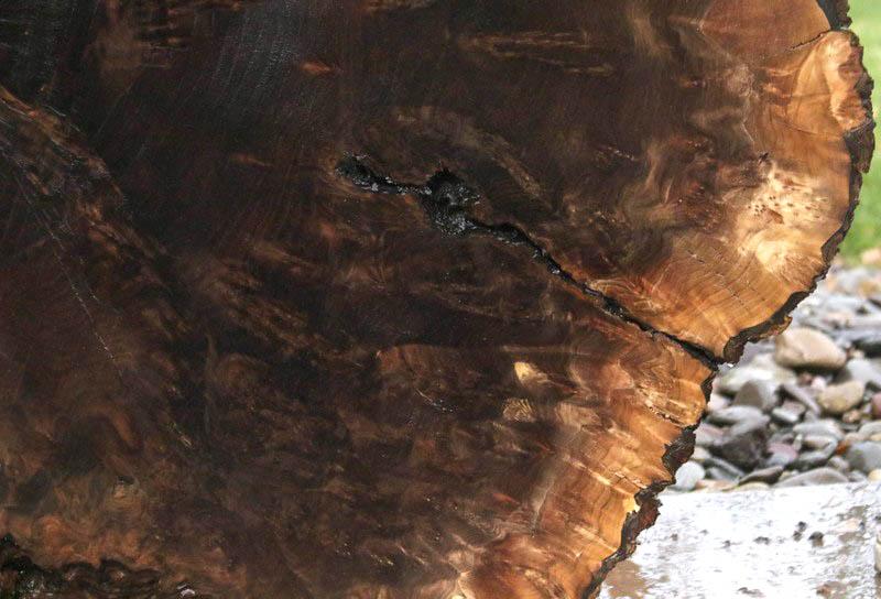 Claro Walnut Burl Cookie