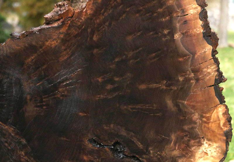 Claro Walnut Burl Cookie