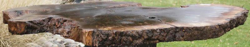 Claro Walnut Burl Cookie