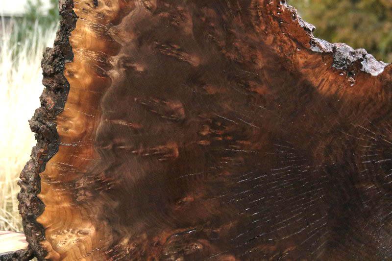 Claro Walnut Burl Cookie