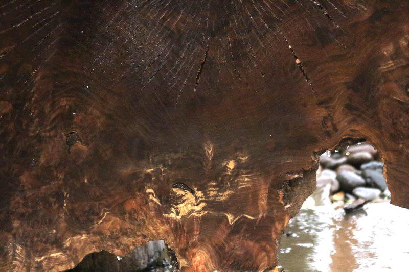 Claro Walnut Burl Cookie
