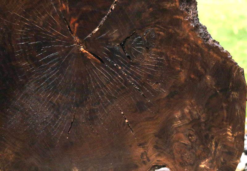 Claro Walnut Burl Cookie