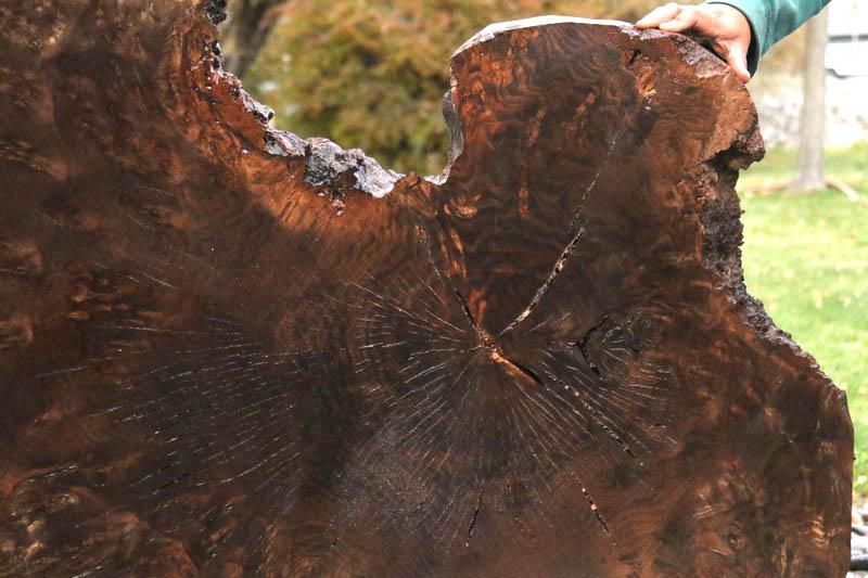 Claro Walnut Burl Cookie