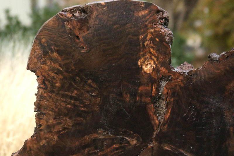 Claro Walnut Burl Cookie