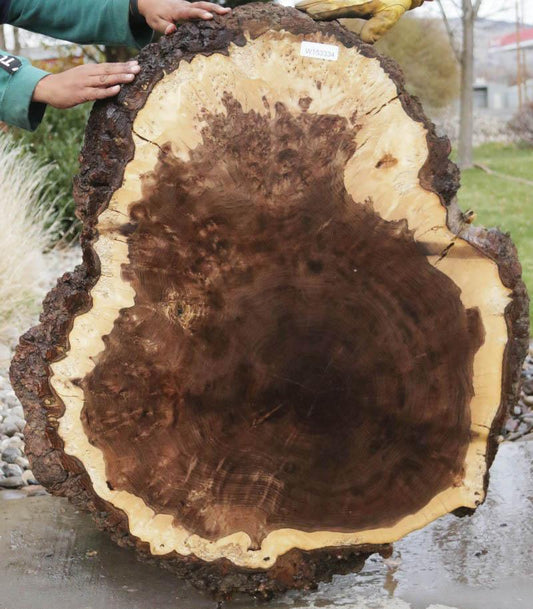 Rustic Claro Walnut Burl Cookie