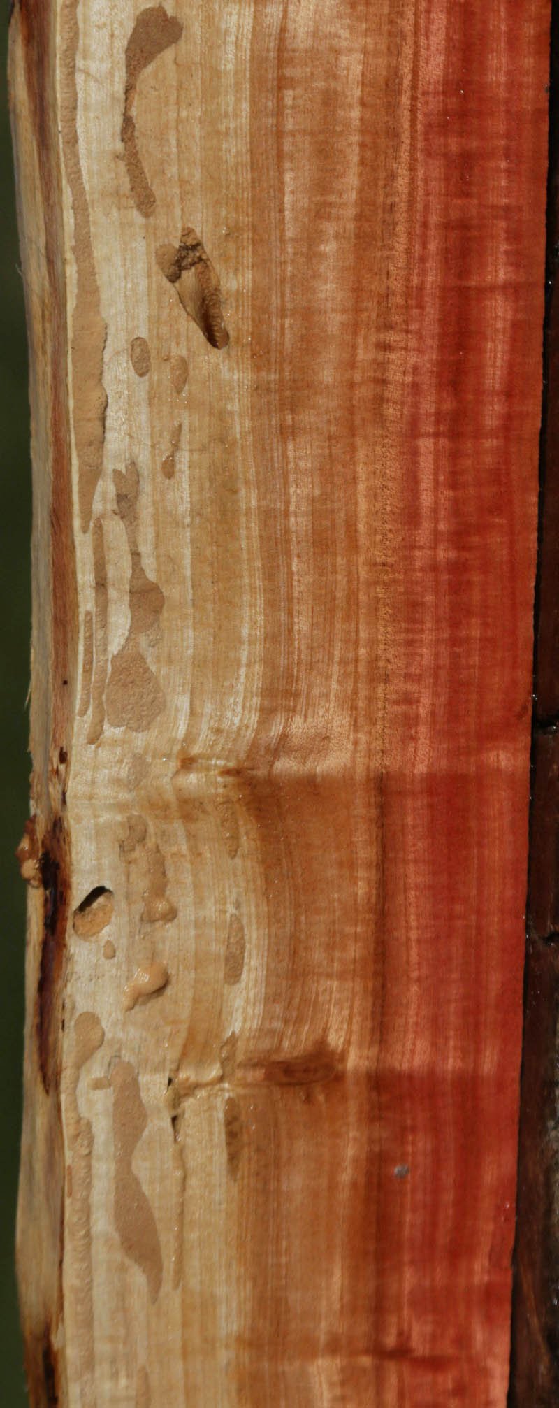 Wormy Pink Ivory Live Edge Lumber