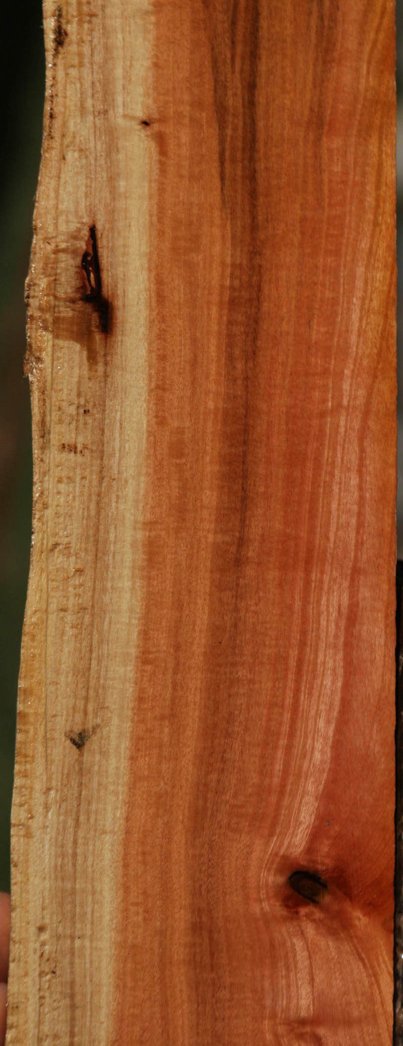 Pink Ivory Live Edge Lumber