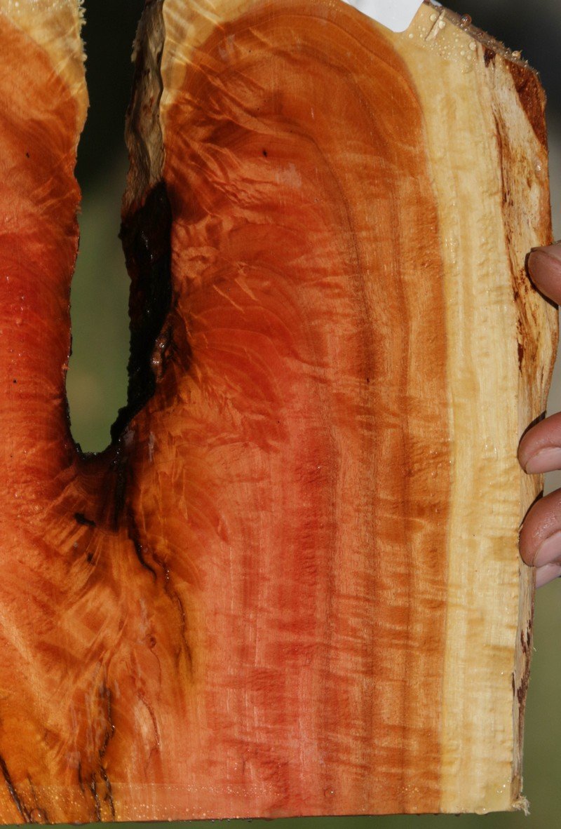Pink Ivory Live Edge Crotchwood Micro Lumber