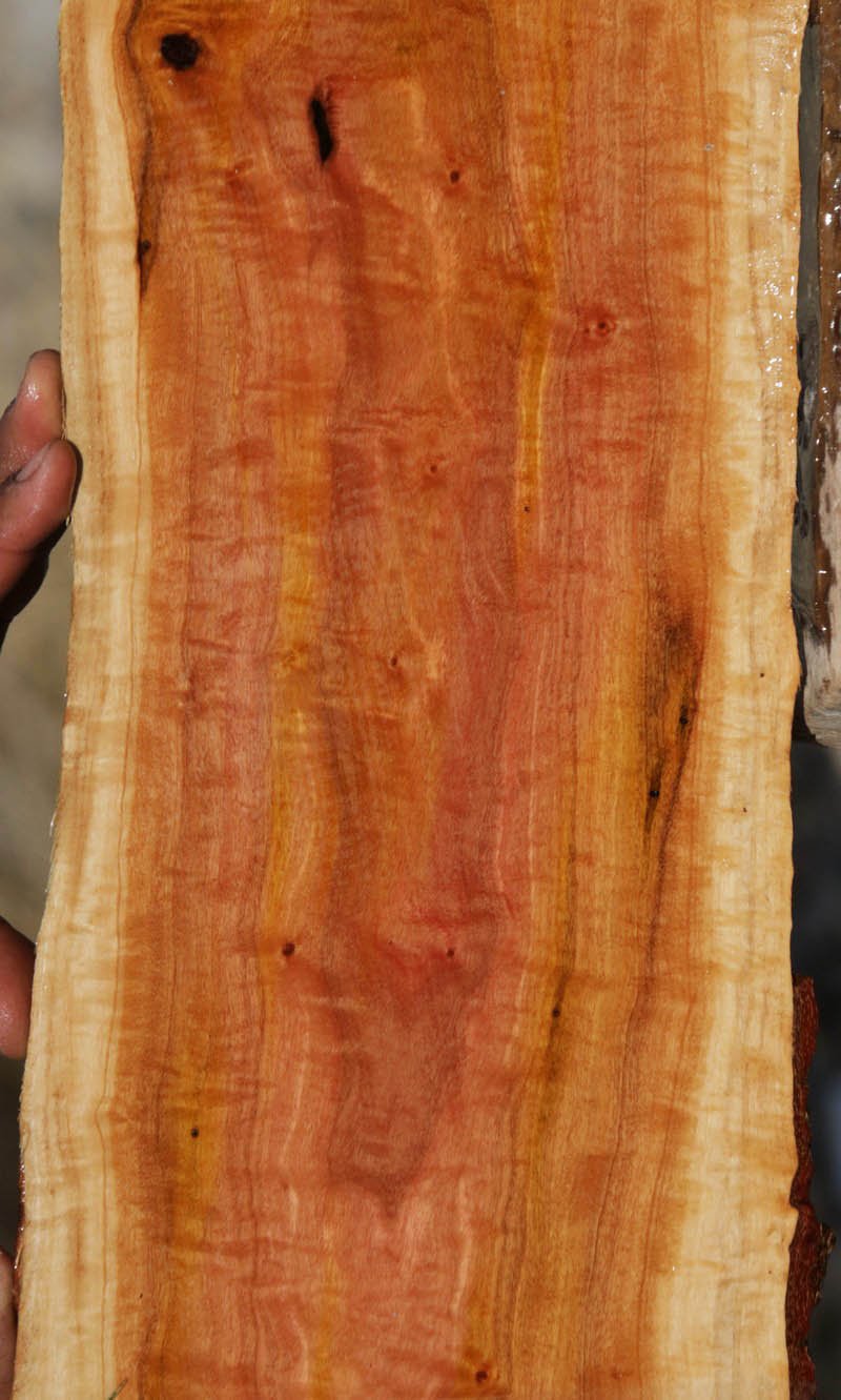Pink Ivory Live Edge Lumber
