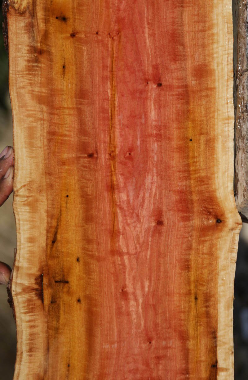Exhibition Pink Ivory Live Edge Lumber