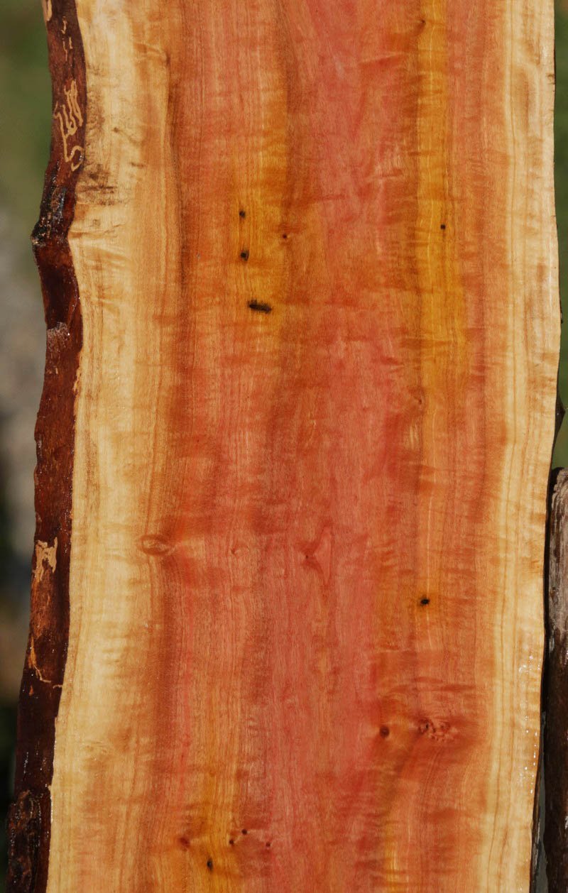 Exhibition Pink Ivory Live Edge Lumber