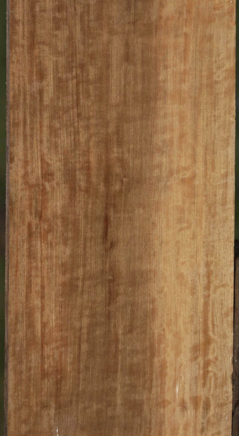 Extra Fancy Curly Asian Satinwood Lumber