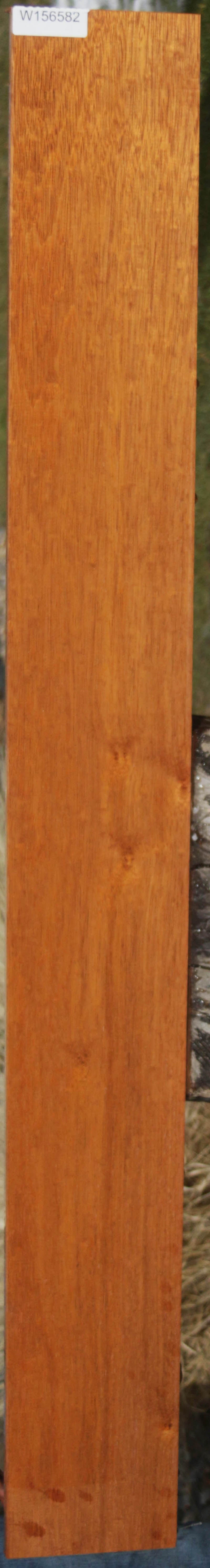 Moluccan Ironwood
