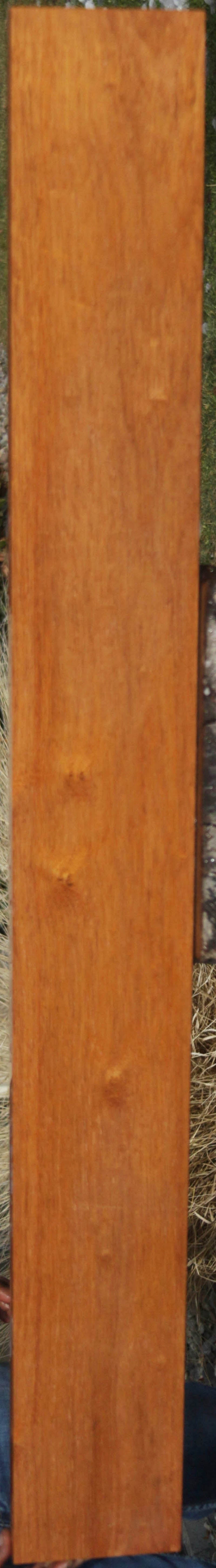Moluccan Ironwood