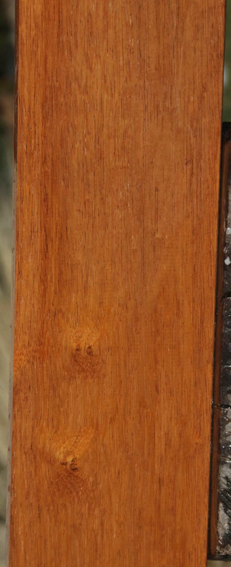 Moluccan Ironwood