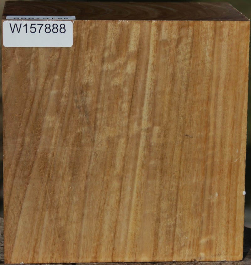 Figured Curly Australian Eucalyptus Bowl Blank