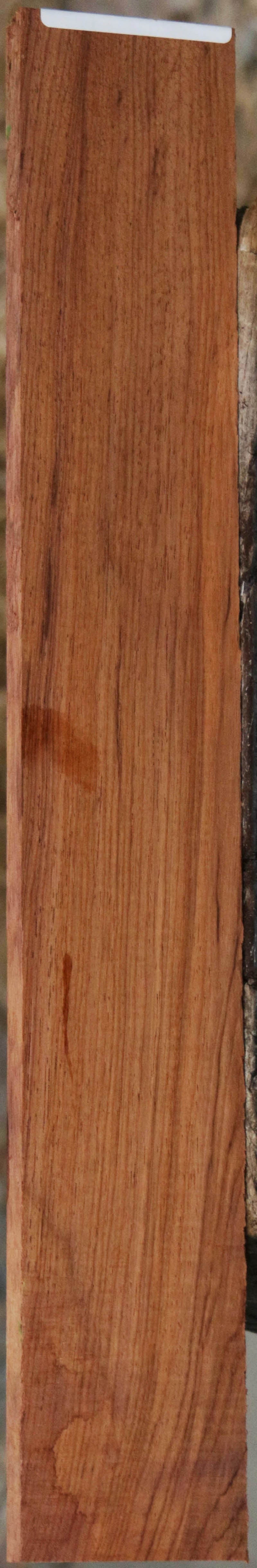 Panama Rosewood