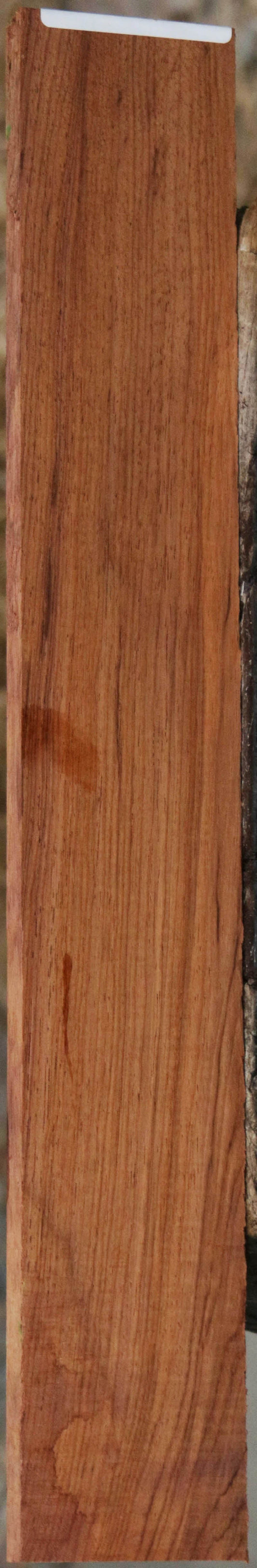 Panama Rosewood