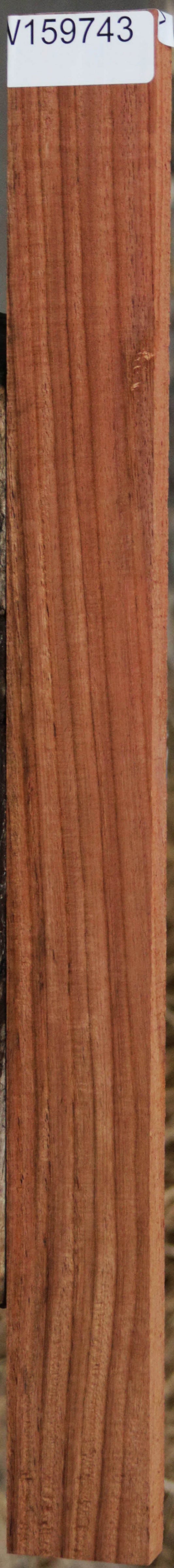 Panama Rosewood