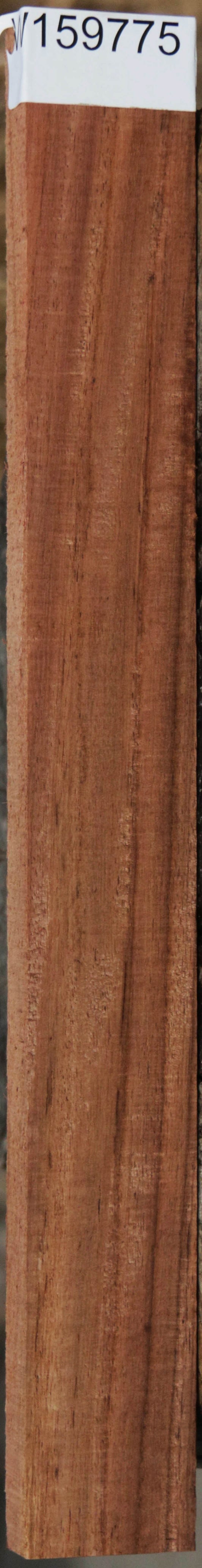 Panama Rosewood